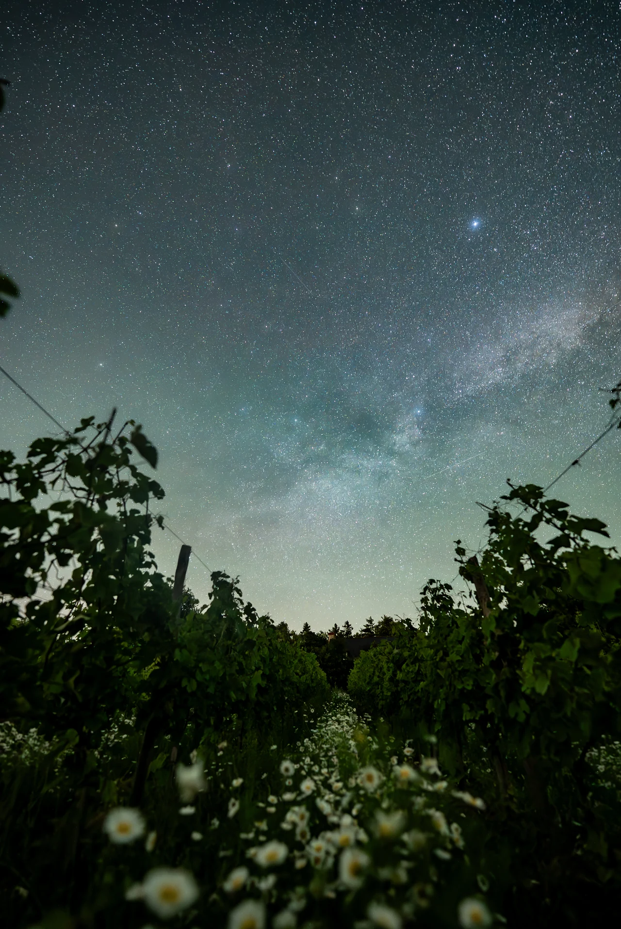 Un ciel étoilé au-dessus des rangs de vigne et des fleurs du domaine
