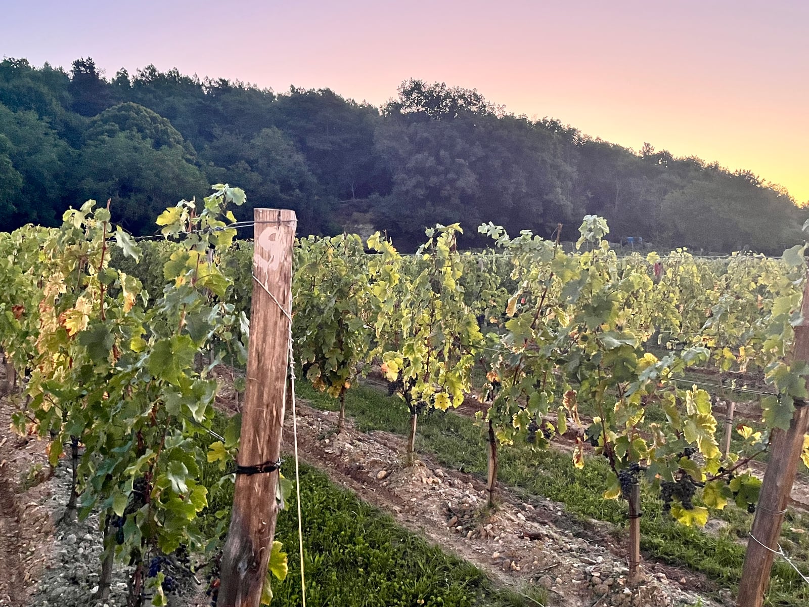 Rangs de vignes du domaine sous un ciel de fin de journée