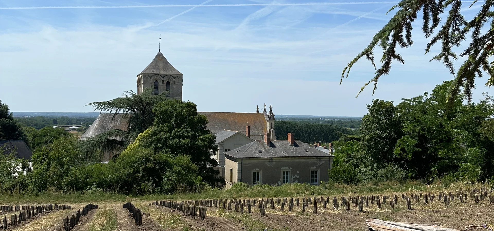 Les vignes des Hautes Belles et le clocher de Brion